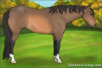 Horse Color:Buckskin 