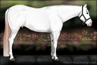 Horse Color:Bay Roan Dun Appaloosa 