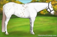 Horse Color:White Spotted Bay Dun Appaloosa