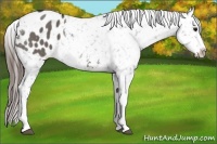 Horse Color:Grullo Snowflake Varnish