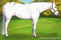 Horse Color:White Spotted Liver Chestnut Sabino Snowflake Varnish