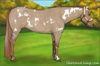 Horse Color:White Spotted Red Dun Roan 