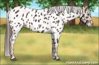 Horse Color:Liver Chestnut Sabino Appaloosa