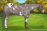 Horse Color:White Spotted Liver Chestnut Varnish 