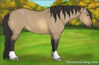 Horse Color:Buckskin Dun 