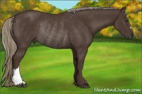 Horse Color:Liver Chestnut Rabicano 