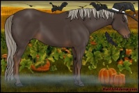 Horse Color:Liver Chestnut Rabicano 