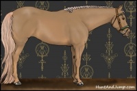 Horse Color:Palomino 