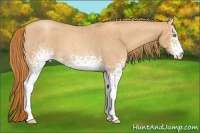 Horse Color:White Spotted Gold Champagne Roan 