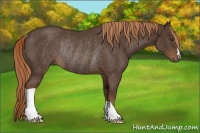 Horse Color:Liver Chestnut Rabicano 