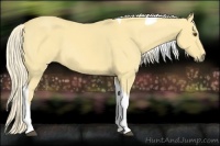 Horse Color:Palomino Dun Tobiano