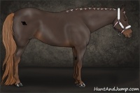 Horse Color:Liver Chestnut Rabicano 