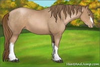 Horse Color:Liver Chestnut Pearl