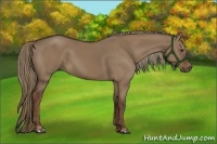 Horse Color:Liver Red Dun Rabicano 