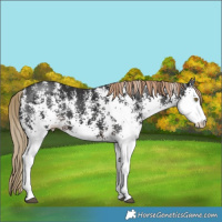 Horse Color:White Spotted Liver Chestnut Rabicano 