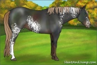 Horse Color:White Spotted Liver Chestnut Rabicano 