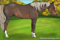 Horse Color:Liver Red Roan 
