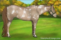 Horse Color:White Spotted Liver Chestnut Pearl Sabino