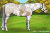 Horse Color:White Spotted Liver Red Dun