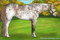 Horse Color:White Spotted Liver Chestnut Ice
