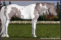 Horse Color:White Spotted Chocolate Silver Black Chinchilla Tobiano 