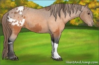 Horse Color:Buckskin Appaloosa and Buckskin Appaloosa
