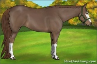 Horse Color:White Spotted Liver Chestnut 
