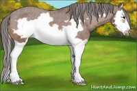 Horse Color:Bay Splash Frame Appaloosa 