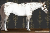 Horse Color:Brown Dun Sabino Frame Appaloosa Rabicano 