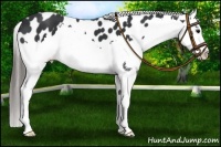Horse Color:Black Splash Near Leopard 