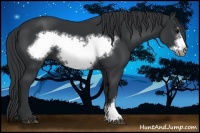 Horse Color:Black Frame 