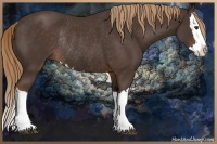 Horse Color:Liver Chestnut Splash Rabicano 