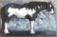 Horse Color:Smoky Black Splash Frame 