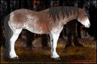 Horse Color:White Spotted Bay Sabino