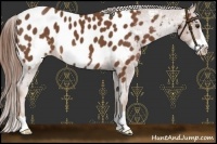 Horse Color:Chestnut Frame Appaloosa 
