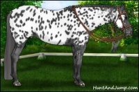 Horse Color:Black Appaloosa
