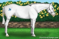 Horse Color:Silver Buckskin Dun Splash Blanket 