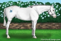 Horse Color:Silver Bay Sabino Splash 