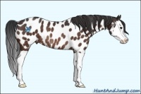 Horse Color:Brown Splash Near Leopard Rabicano 