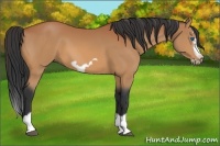 Horse Color:Bay Splash Frame 