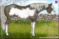 Horse Color:Liver Chestnut Splash Frame 