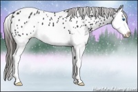 Horse Color:Liver Chestnut Splash Near Leopard