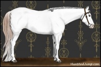 Horse Color:Chestnut Near Leopard 