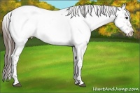 Horse Color:Buckskin Appaloosa 