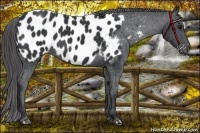 Horse Color:Black Near Leopard 