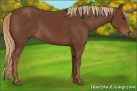 Horse Color:Chestnut 