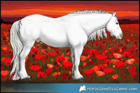 Horse Color:Liver Chestnut Mushroom Appaloosa