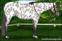 Horse Color:Grullo Roan Appaloosa