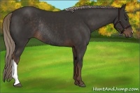 Horse Color:Liver Chestnut Rabicano 