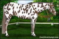 Horse Color:Liver Chestnut Sabino Appaloosa Rabicano 